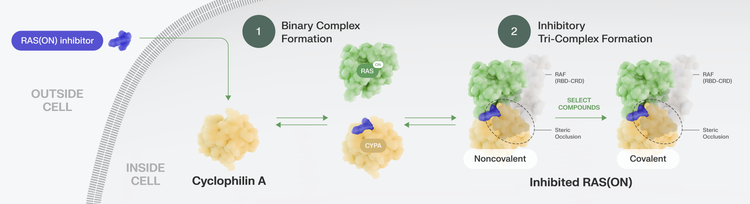 Illustration of Revolution Medicines&#39; RAS On Inhibitor, daraxonrasib, using a tri-complex inhibitor approach to cyclophilin A