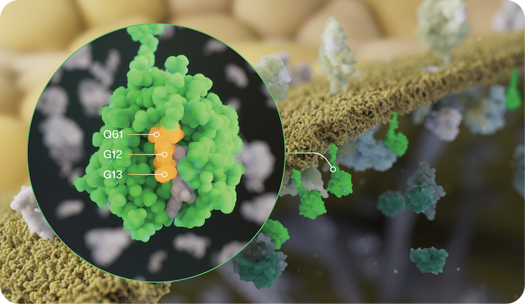 Illustration of a RAS mutation, with a close up of oncogenic mutations at amino acids G12, G13, Q61