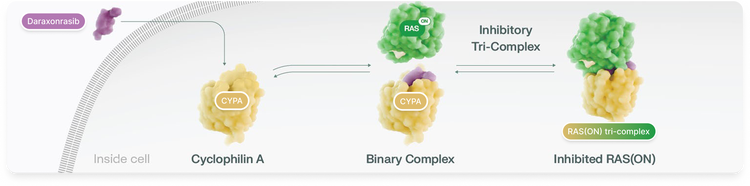 Illustration of Revolution Medicines&#39; RAS On Inhibitor, daraxonrasib, using a tri-complex inhibitor approach to cyclophilin A