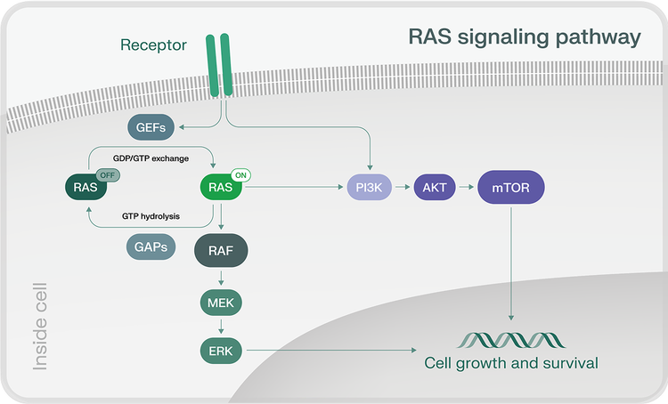 Illustration of a RAS signaling pathway to show RAS on and RAS off inside the cell