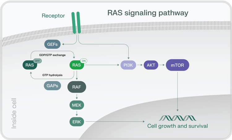 Illustration of a RAS signaling pathway to show RAS on and RAS off inside the cell